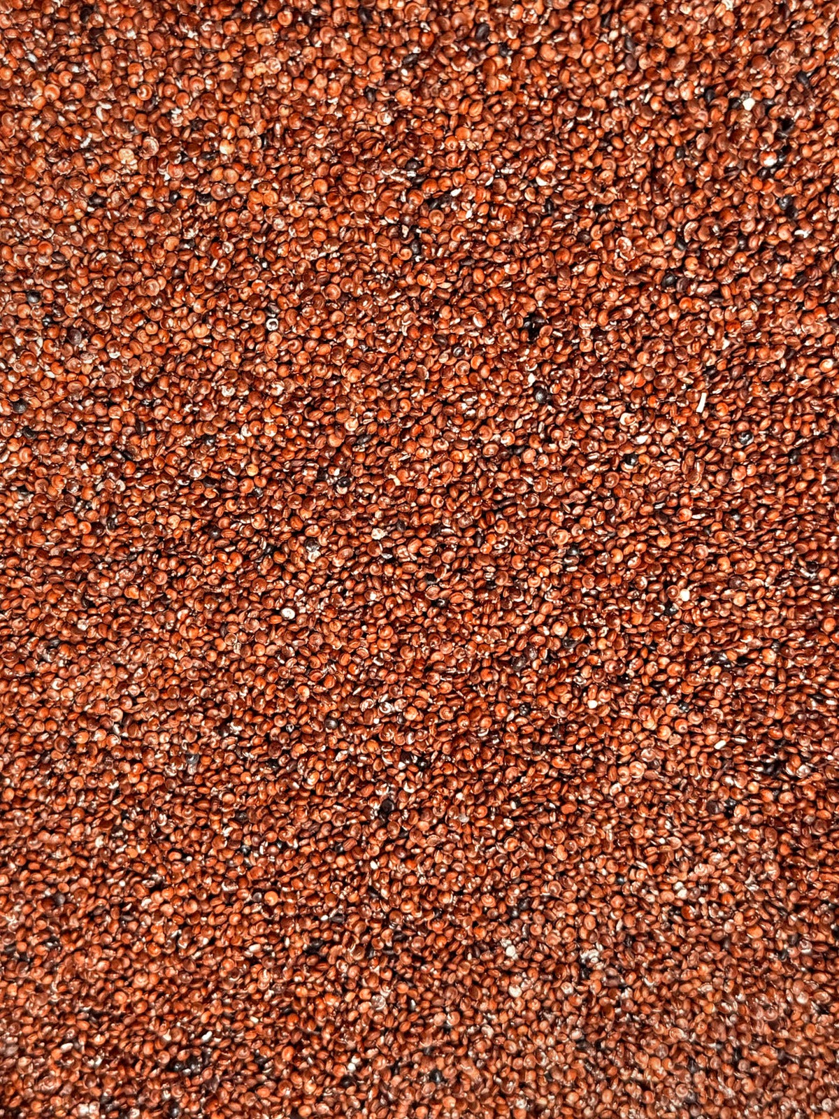 Quinua roja – Bulto 25 kg