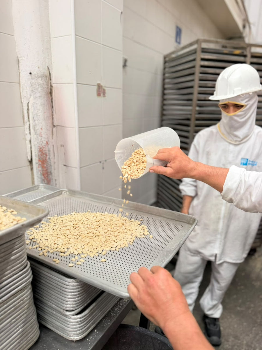 Maní en bandejas, listo para el horno