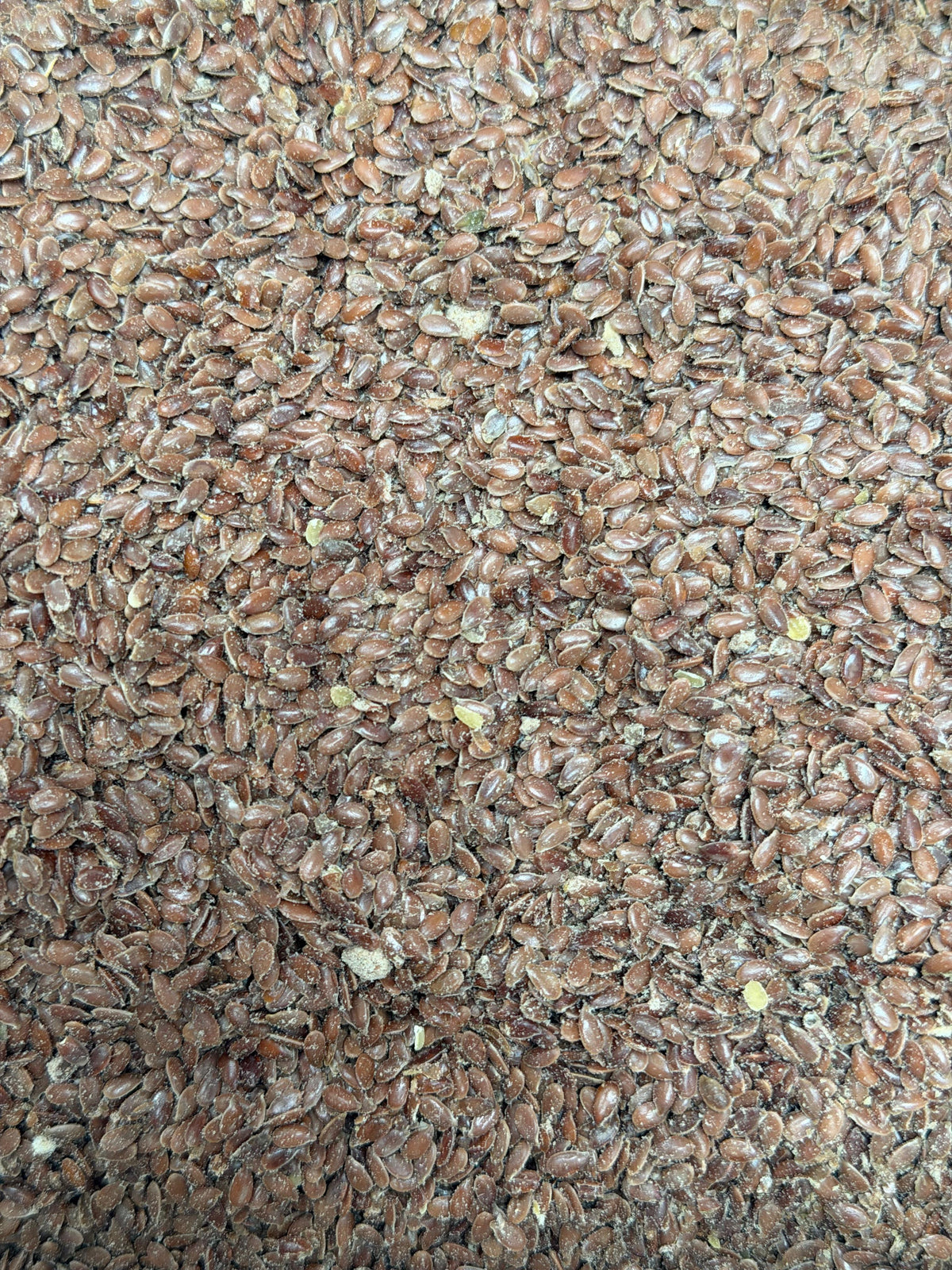 Linaza en grano – Bulto 25 kg