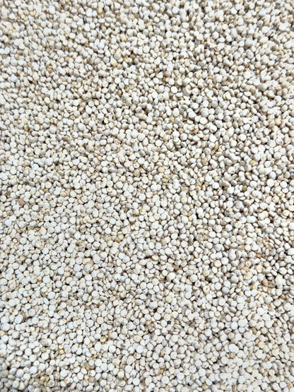 Quinua blanca en grano – Bulto 25 kg