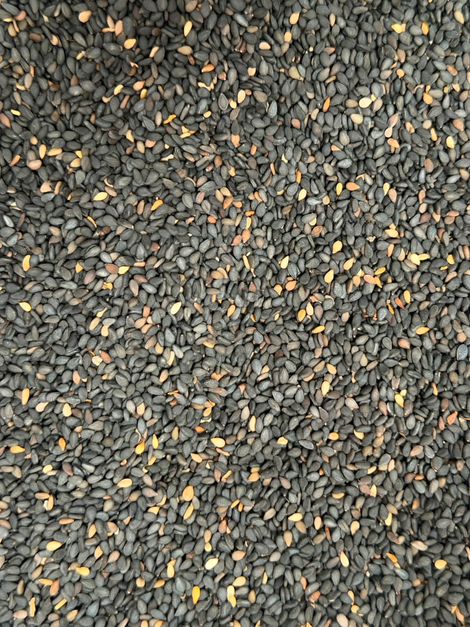 Semilla de ajonjolí negro – Bulto 25 kg