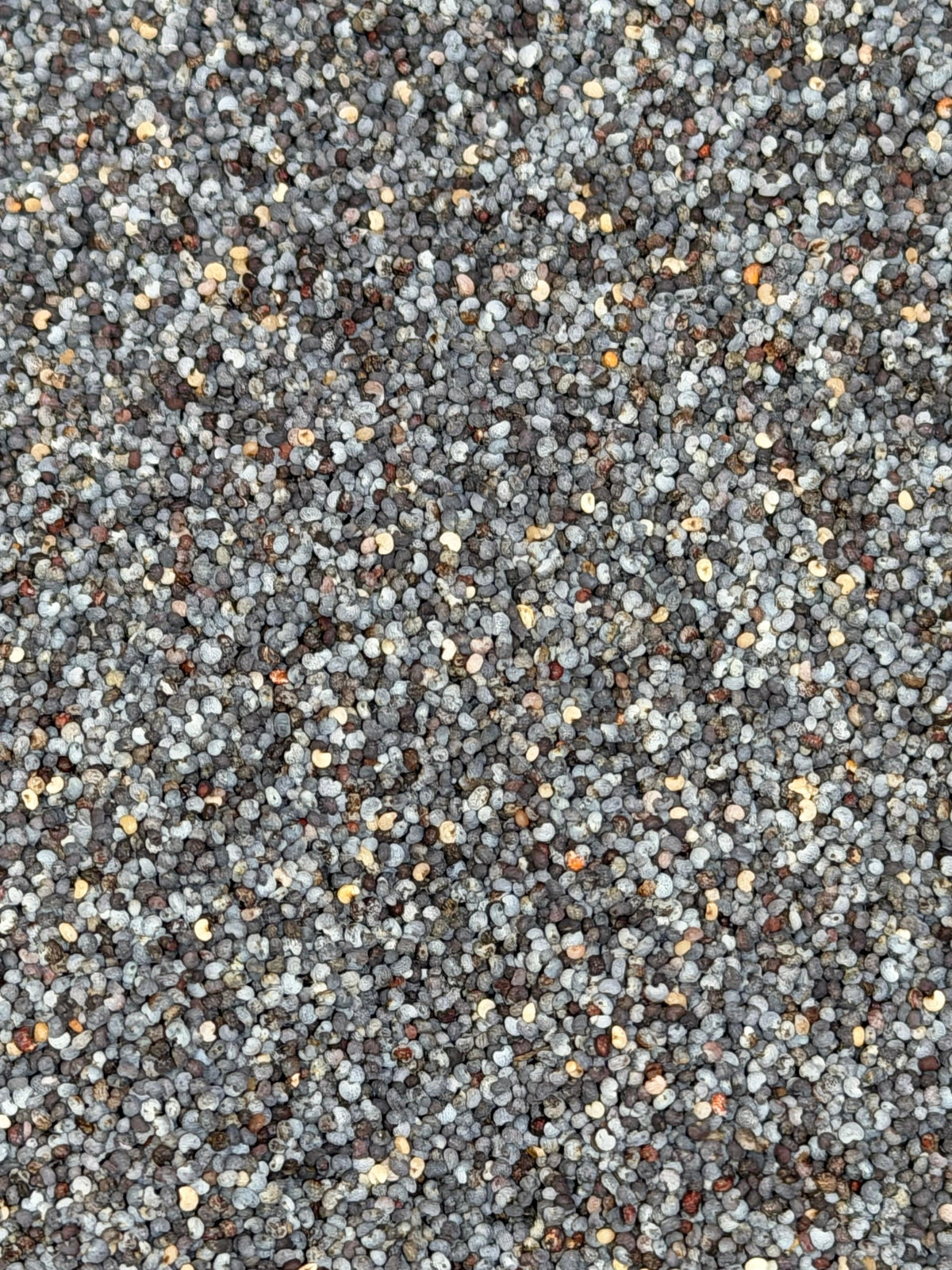 Semilla de amapola – Bulto 25 kg
