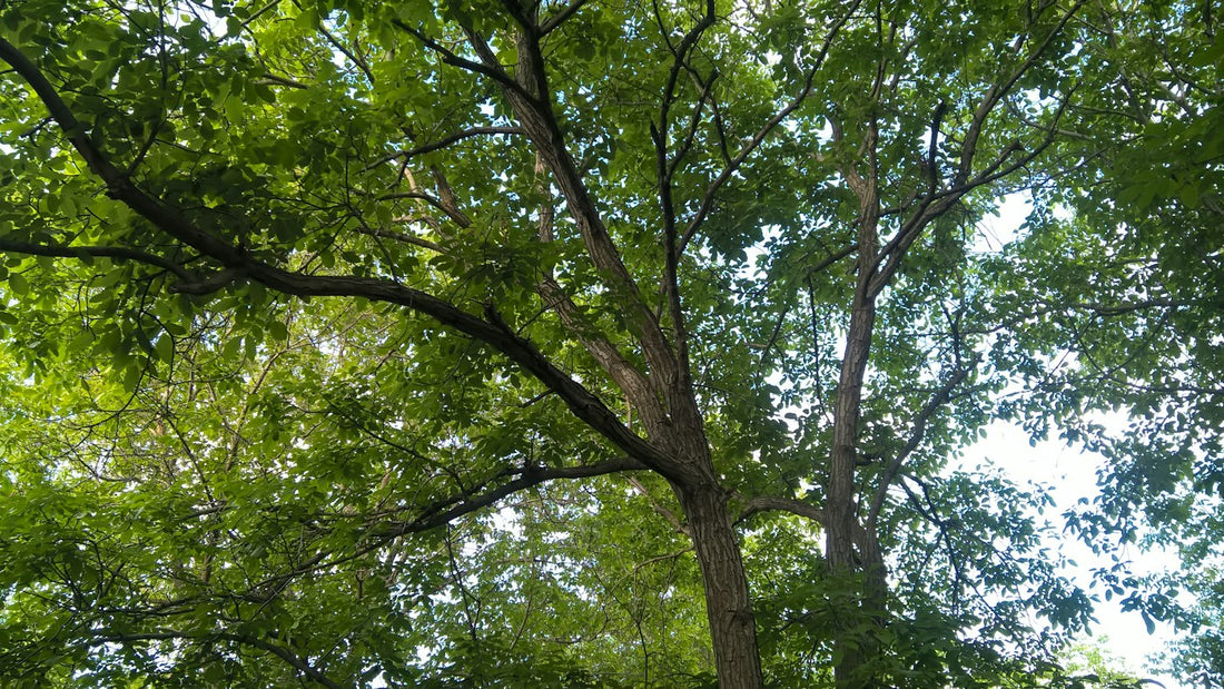 Árbol de nogal