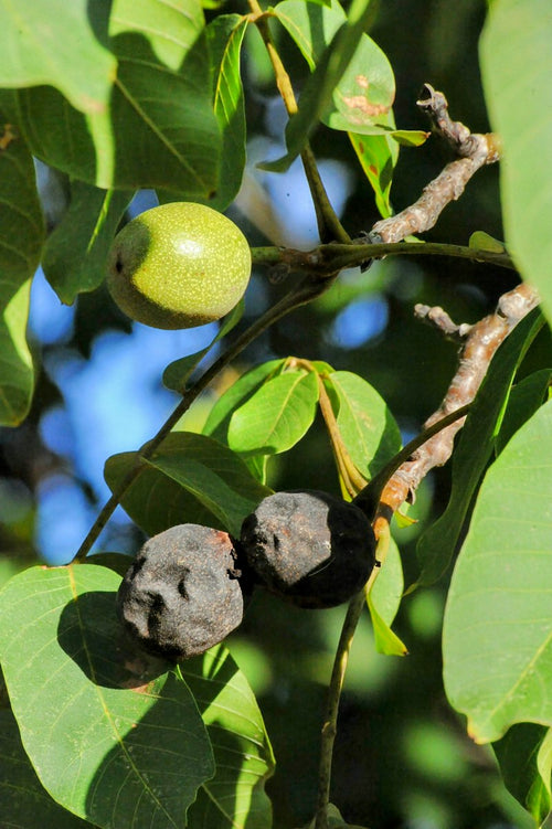 Nueces verdes en el nogal
